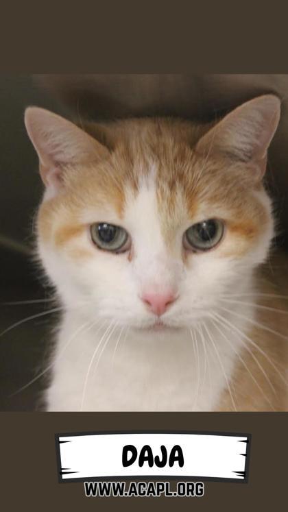 Enlarge Daja, a Adoptable mixed breed in Ashtabula, OH image 1/3