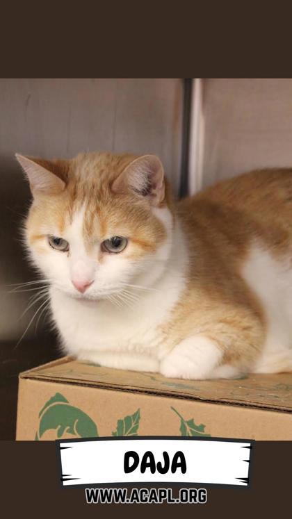 Enlarge Daja, a Adoptable mixed breed in Ashtabula, OH image 2/3