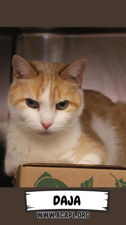 Enlarge Daja, a Adoptable mixed breed in Ashtabula, OH image 3/3