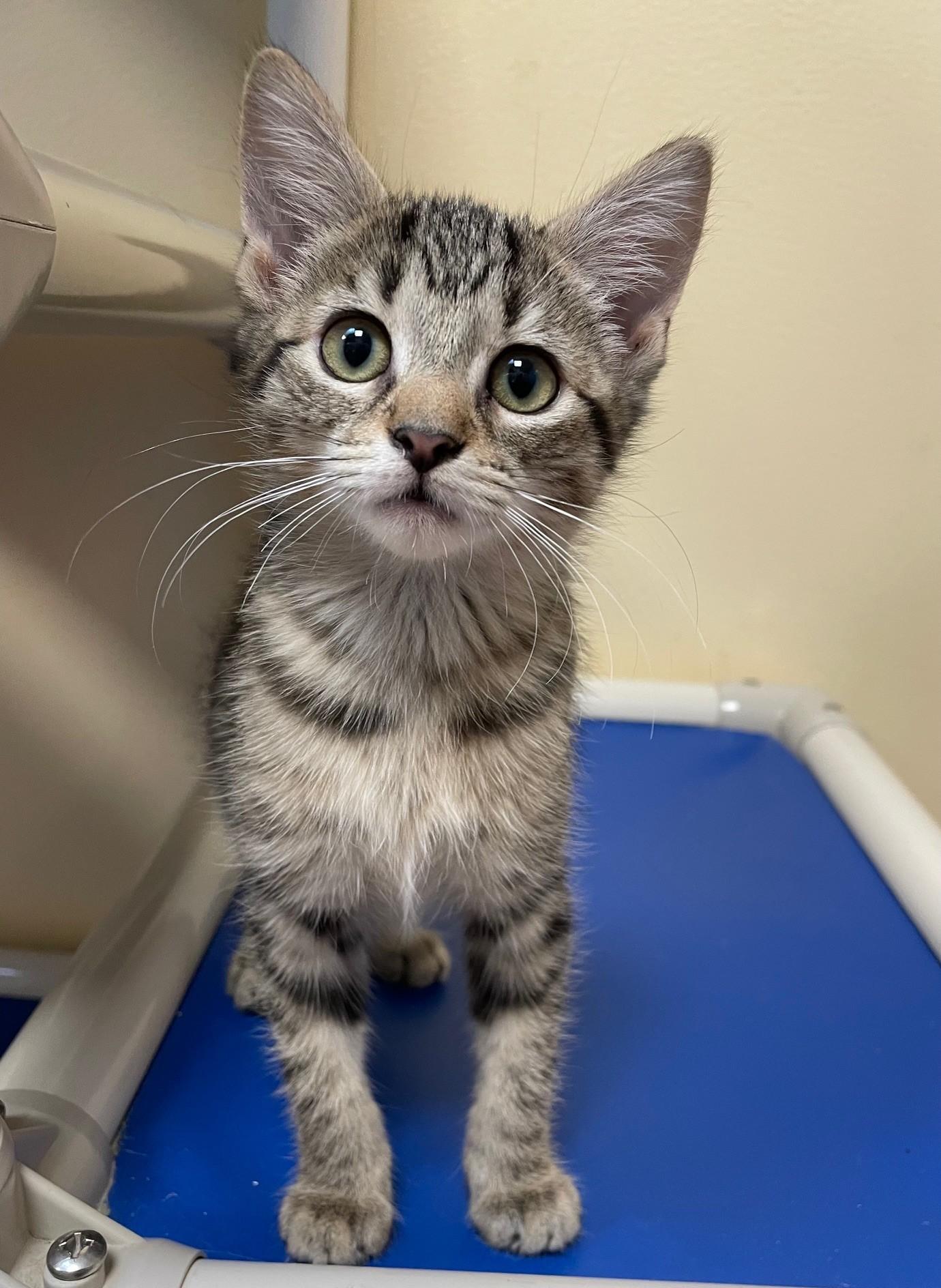 Bayla (with sibling)