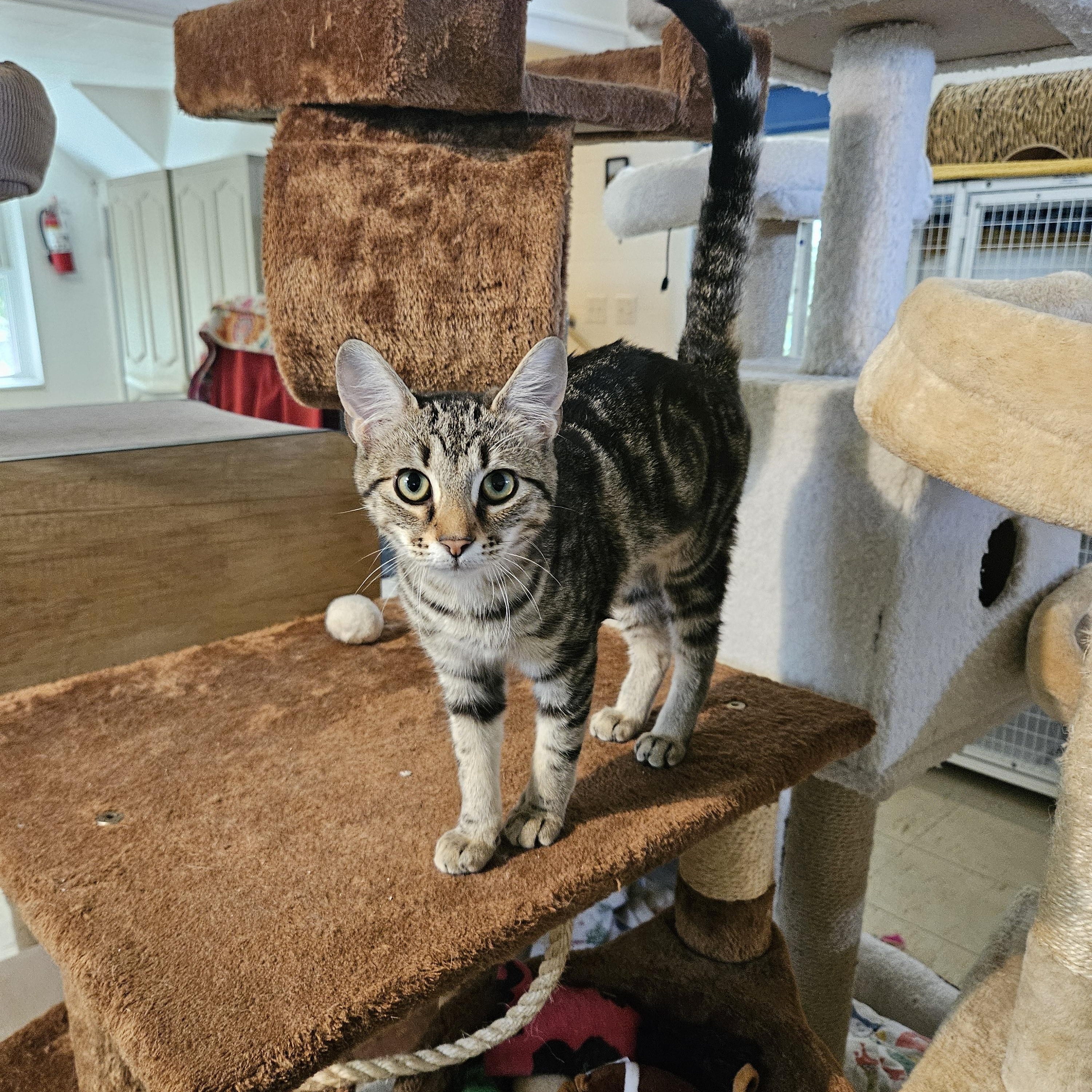 Enlarge Reba, a Adoptable Domestic Short Hair in Melbourne, FL image 3/3