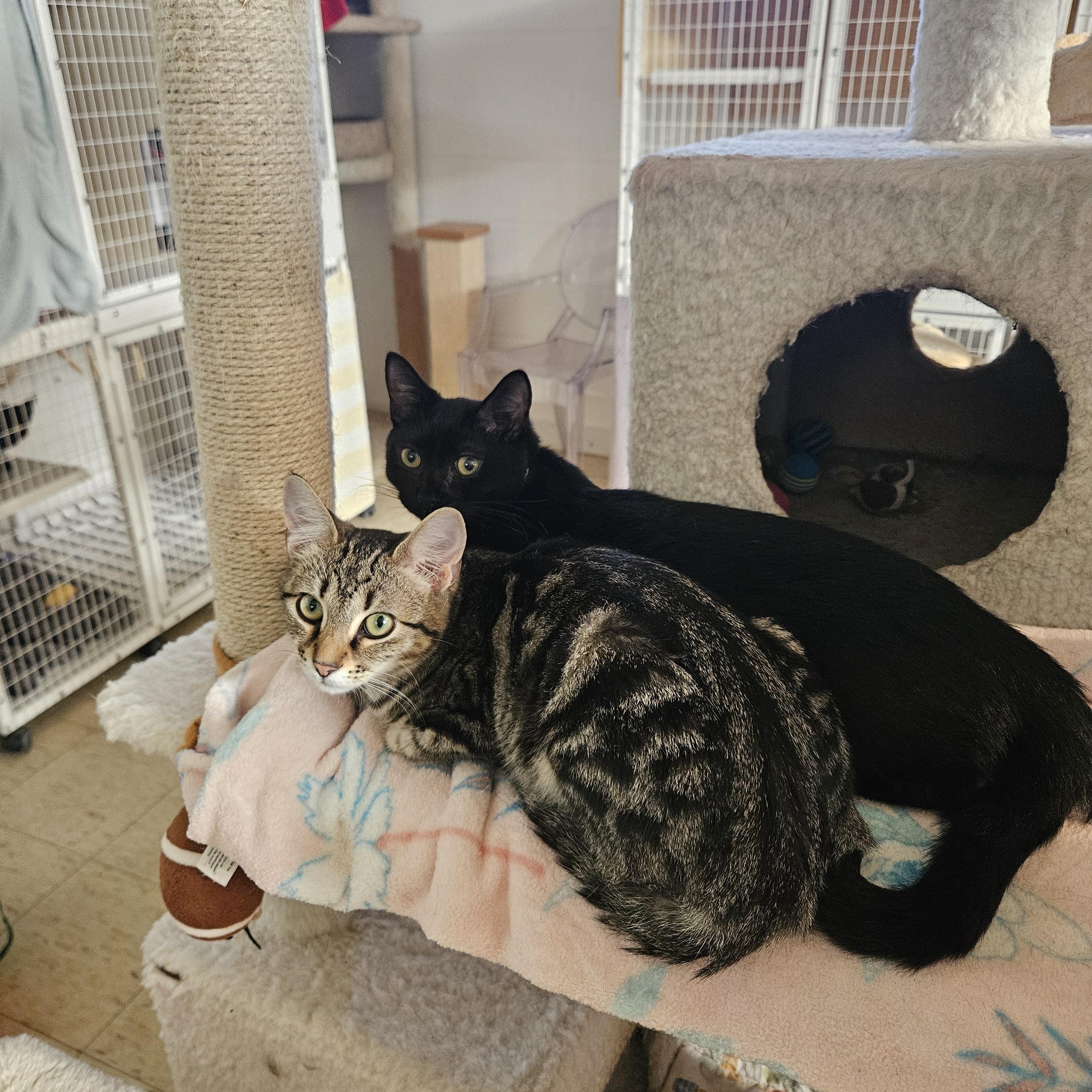 Enlarge Reba, a Adoptable Domestic Short Hair in Melbourne, FL image 2/3