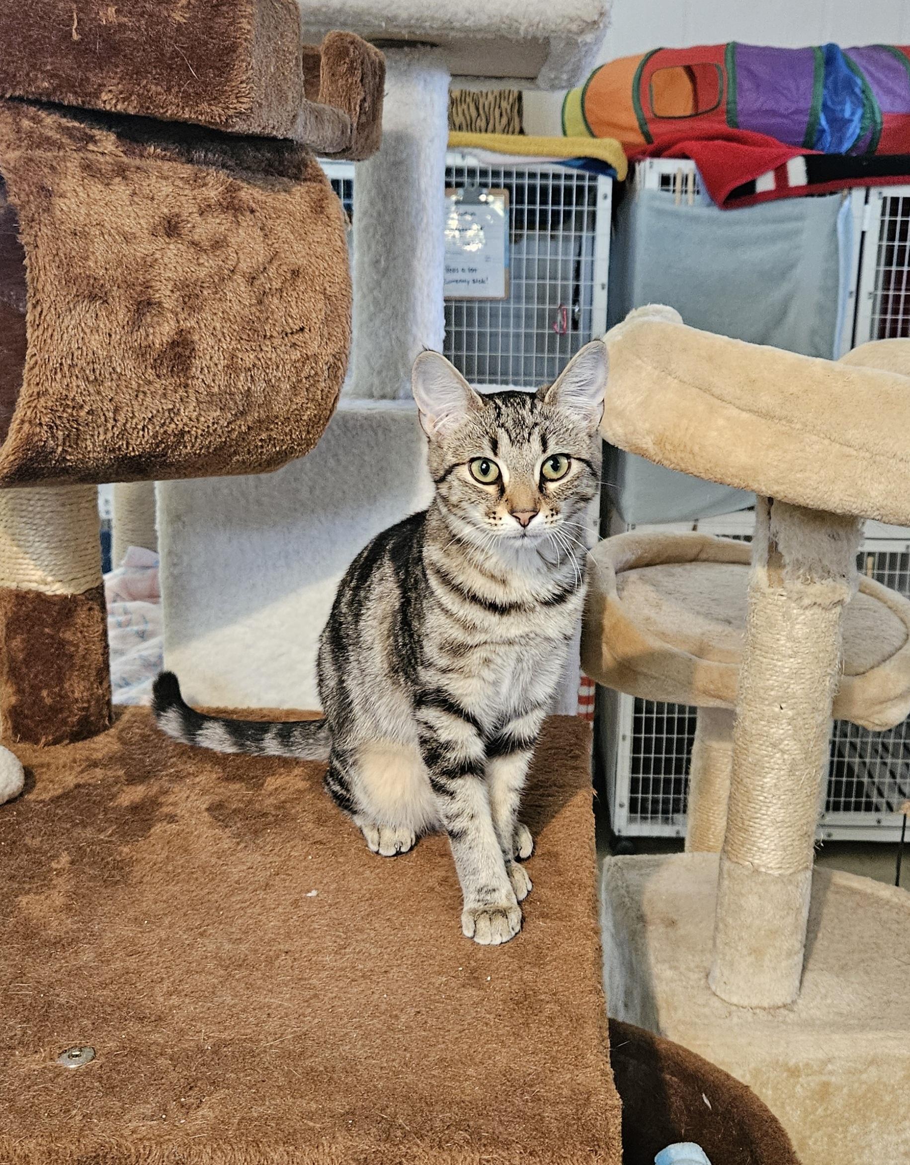 Reba, Adoptable, Young Female Domestic Short Hair.