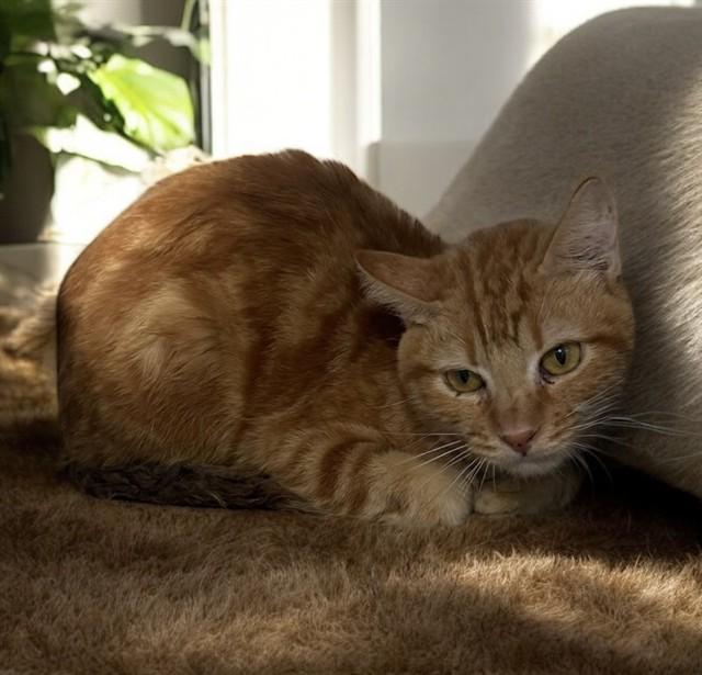 TIMMY, Adoptable, Adult Male Domestic Short Hair.