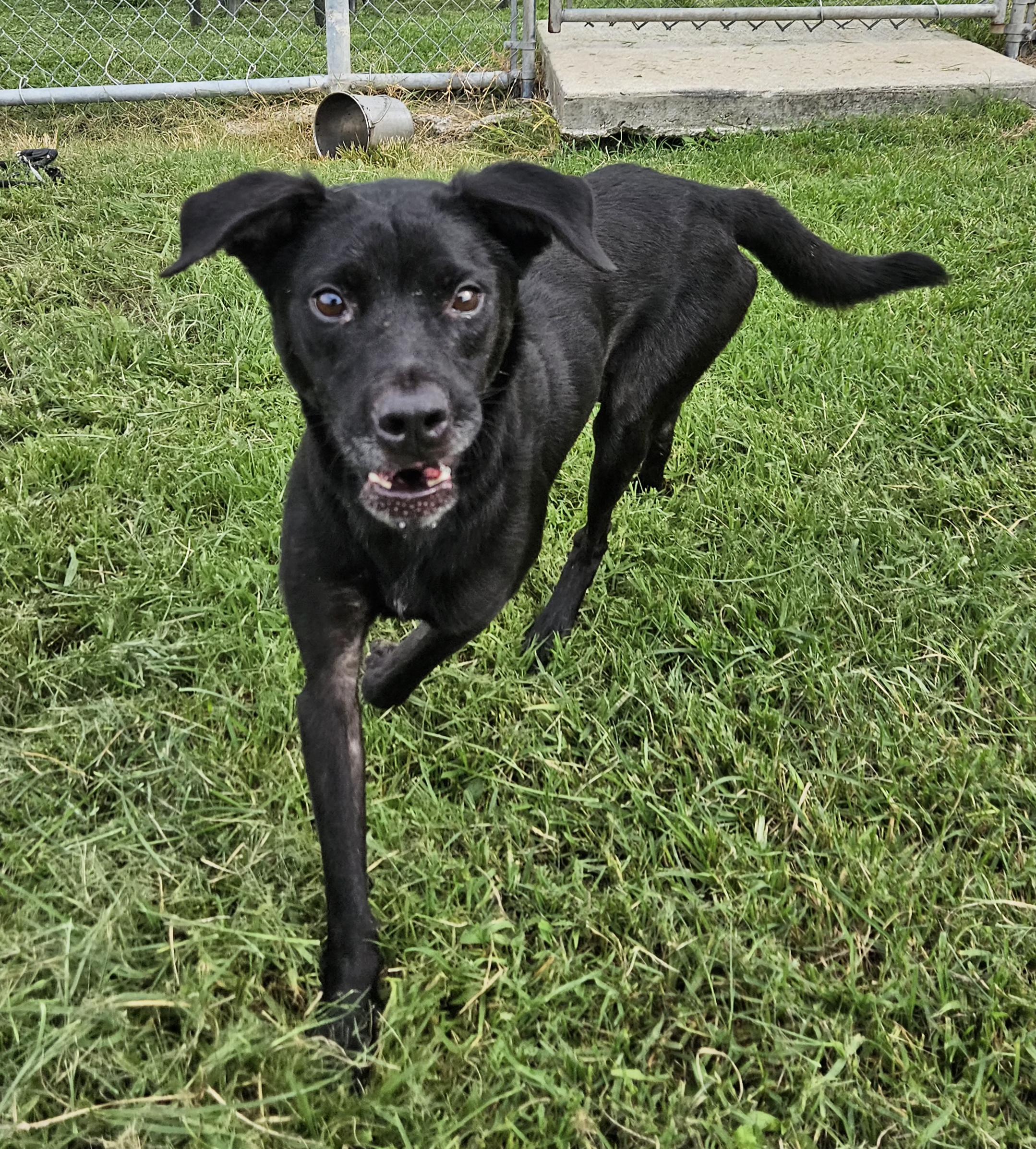 Sparkee 58801993 Mixed Breed Dog