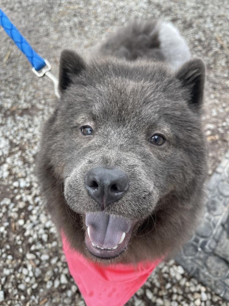 Enlarge Ash, a Adopted Chow Chow in Xenia, OH image 1/6