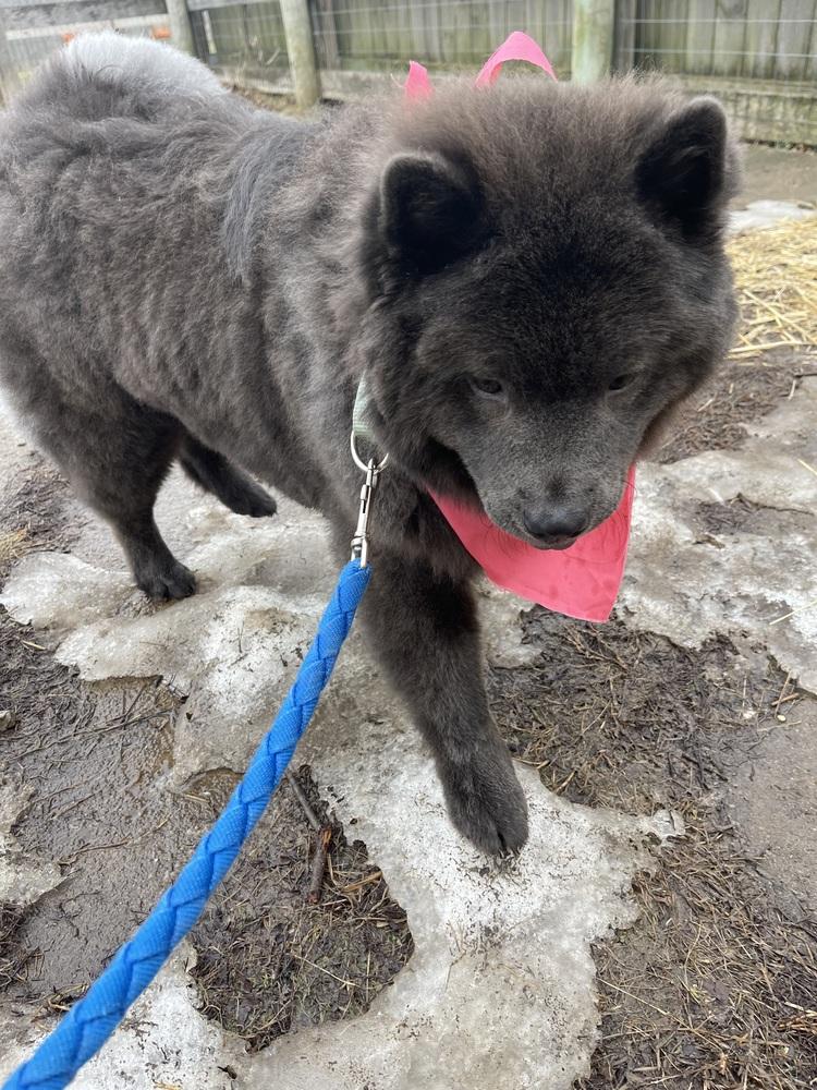 Enlarge Ash, a Adopted Chow Chow in Xenia, OH image 2/6