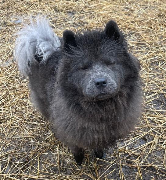 Enlarge Ash, a Adopted Chow Chow in Xenia, OH image 3/6