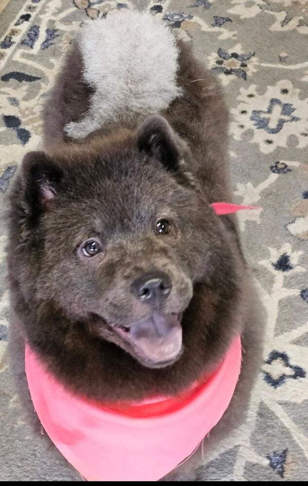 Enlarge Ash, a Adopted Chow Chow in Xenia, OH image 4/6