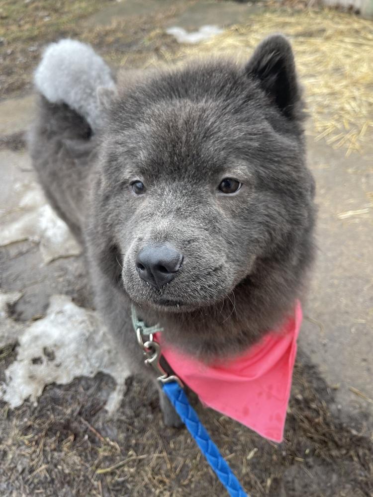 Enlarge Ash, a Adopted Chow Chow in Xenia, OH image 5/6