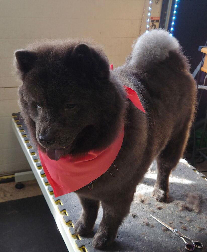 Enlarge Ash, a Adopted Chow Chow in Xenia, OH image 6/6
