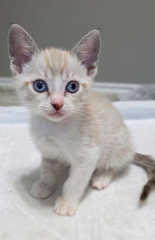 Enlarge Romeo, a Adoptable mixed breed in Campbell, CA image 3/3