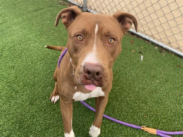 ABU, Adoptable, Young Male Pit Bull Terrier.