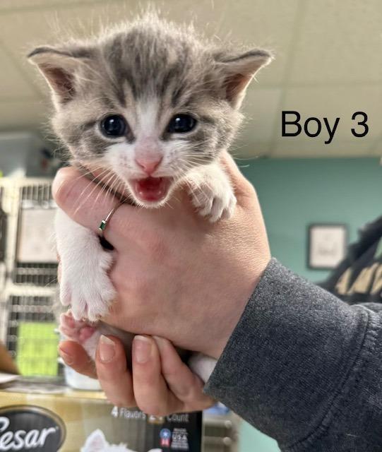 Enlarge Monkey, a Adoptable Domestic Short Hair in Archbold , OH image 1/2