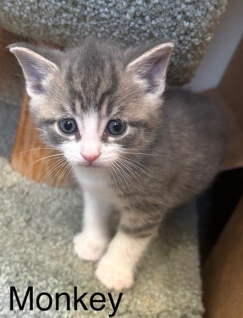 Enlarge Monkey, a Adoptable Domestic Short Hair in Archbold , OH image 2/2