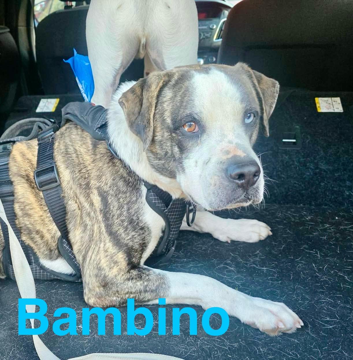 Enlarge Bambino, a Adoptable Catahoula Leopard Dog in Vancouver , WA image 4/6