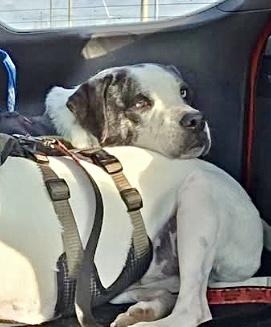 Enlarge Bambino, a Adoptable Catahoula Leopard Dog in Vancouver , WA image 5/6