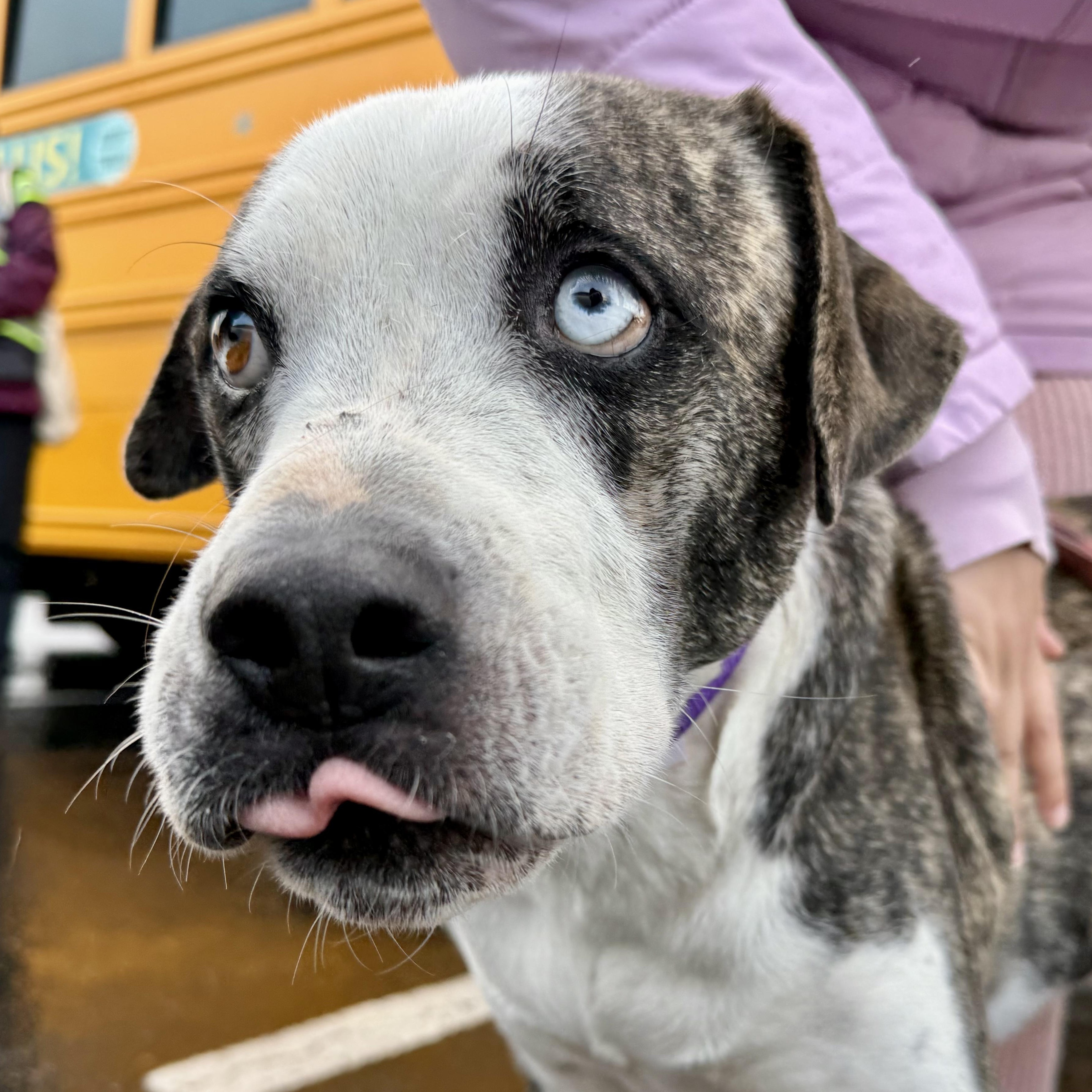 Enlarge Bambino, a Adoptable Catahoula Leopard Dog in Vancouver , WA image 6/6
