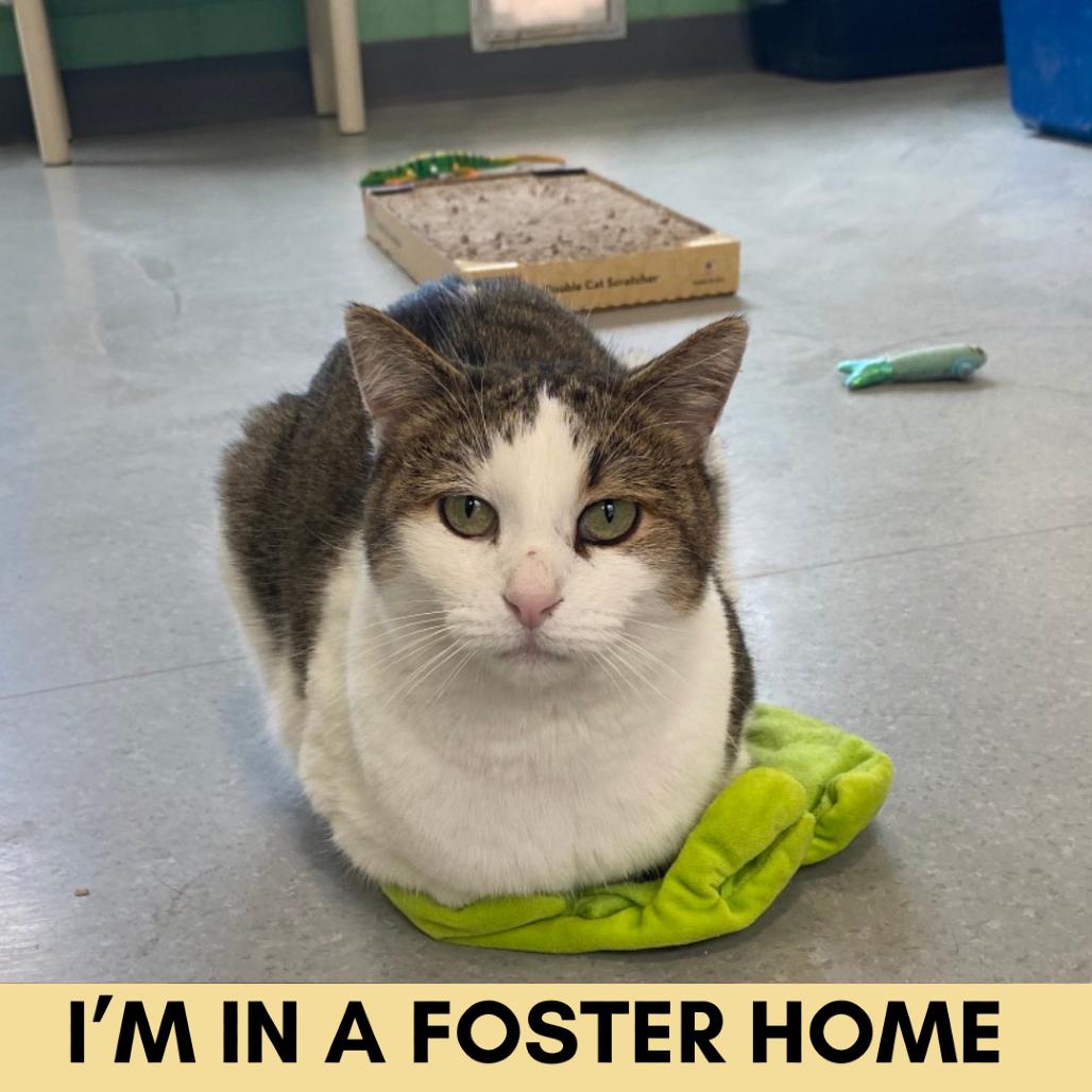 Enlarge Milo, a Adoptable Domestic Short Hair in Lakewood, CO image 1/6