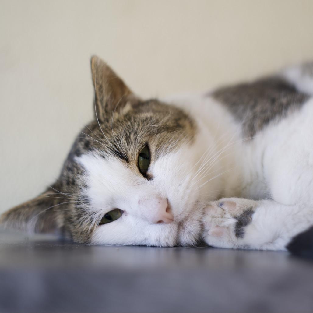 Milo, Adoptable, Senior Male Domestic Short Hair.