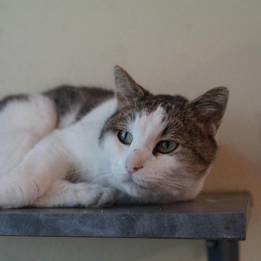 Enlarge Milo, a Adoptable Domestic Short Hair in Lakewood, CO image 3/6