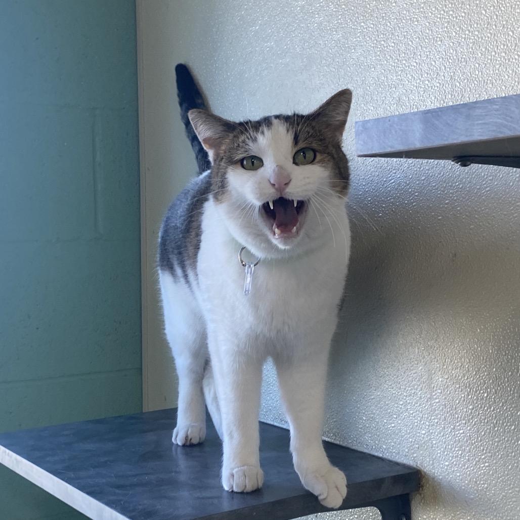 Enlarge Milo, a Adoptable Domestic Short Hair in Lakewood, CO image 5/6