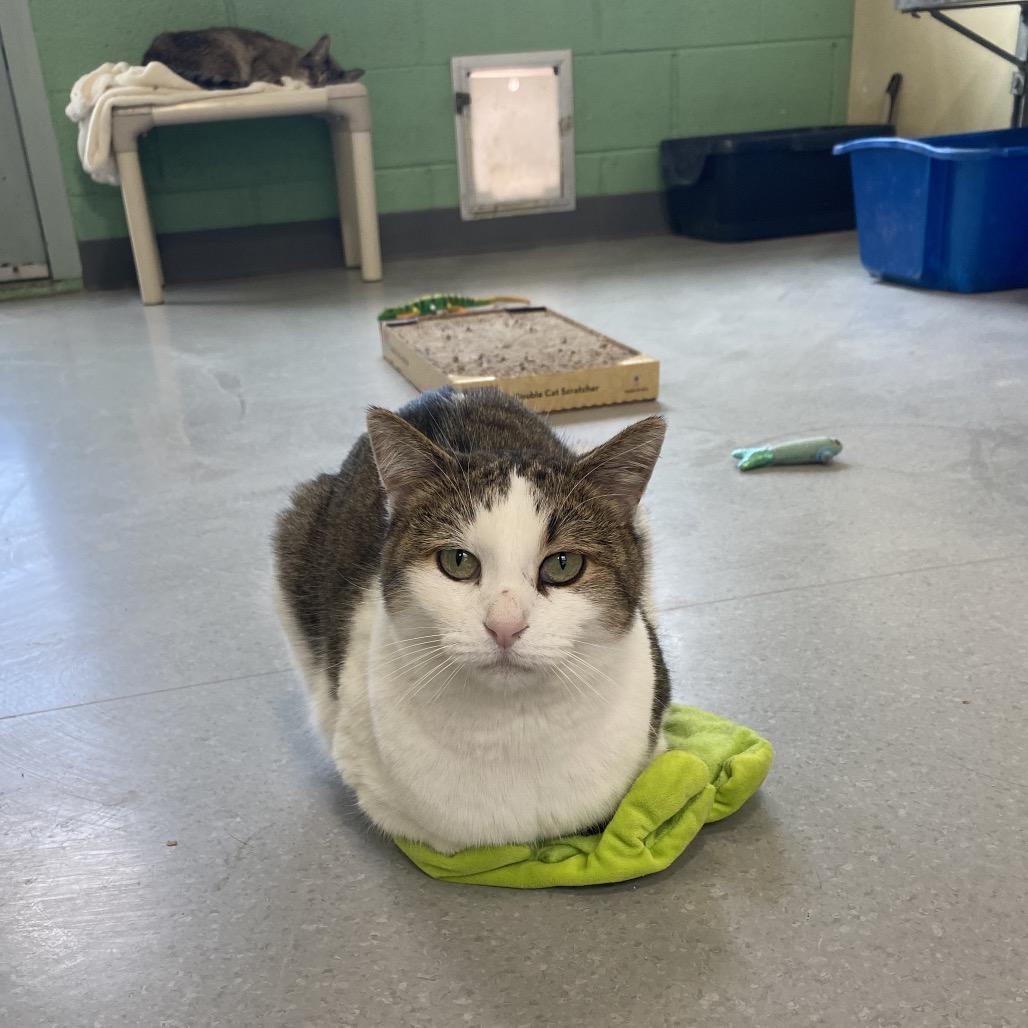 Enlarge Milo, a Adoptable Domestic Short Hair in Lakewood, CO image 6/6