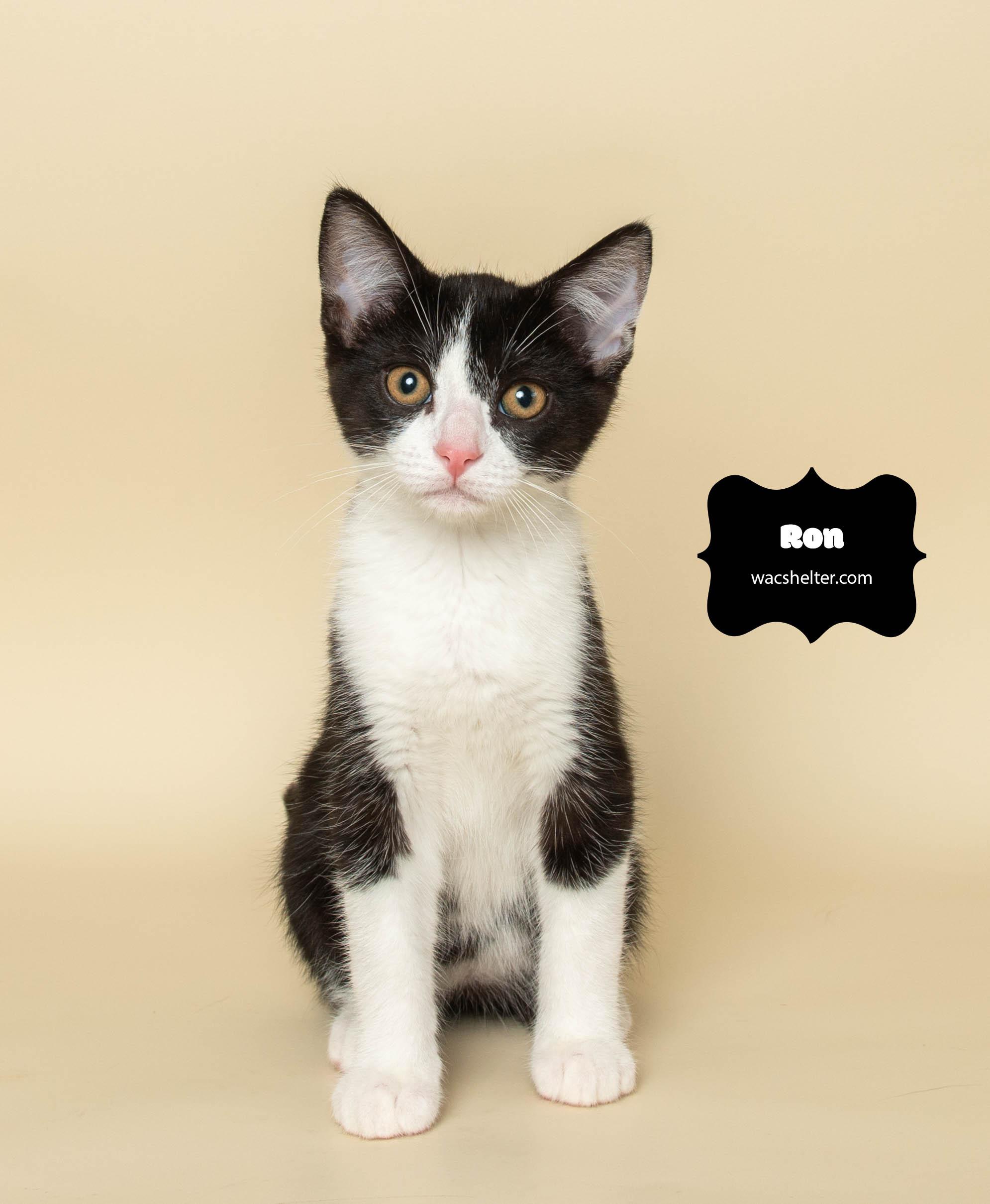 RON WEASLEY (Only Three Months Old)