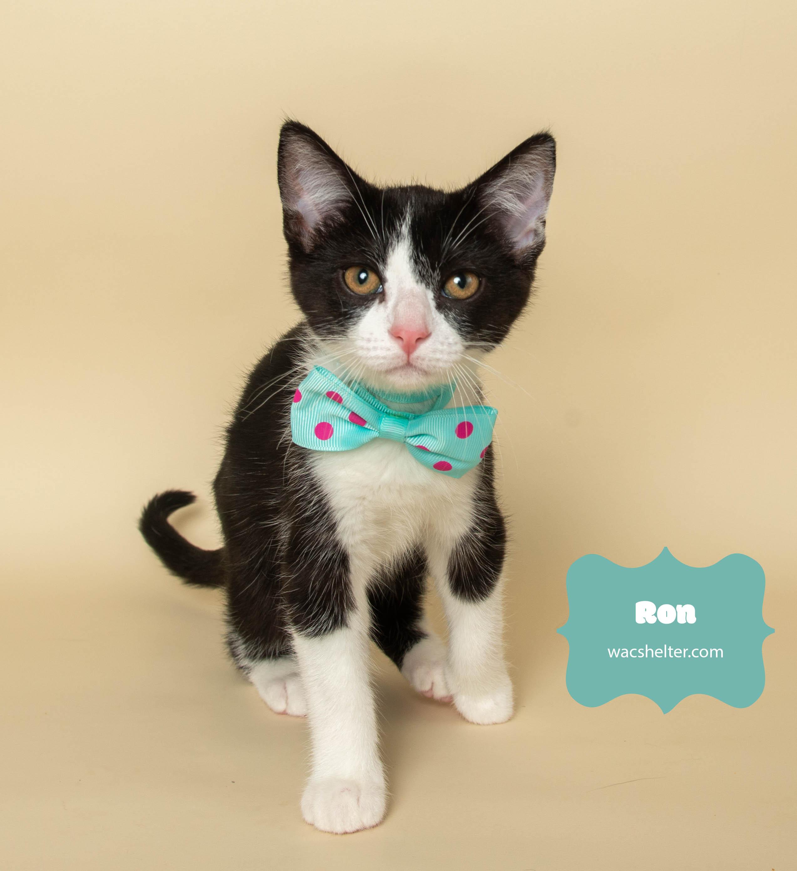 RON WEASLEY (Only Three Months Old)