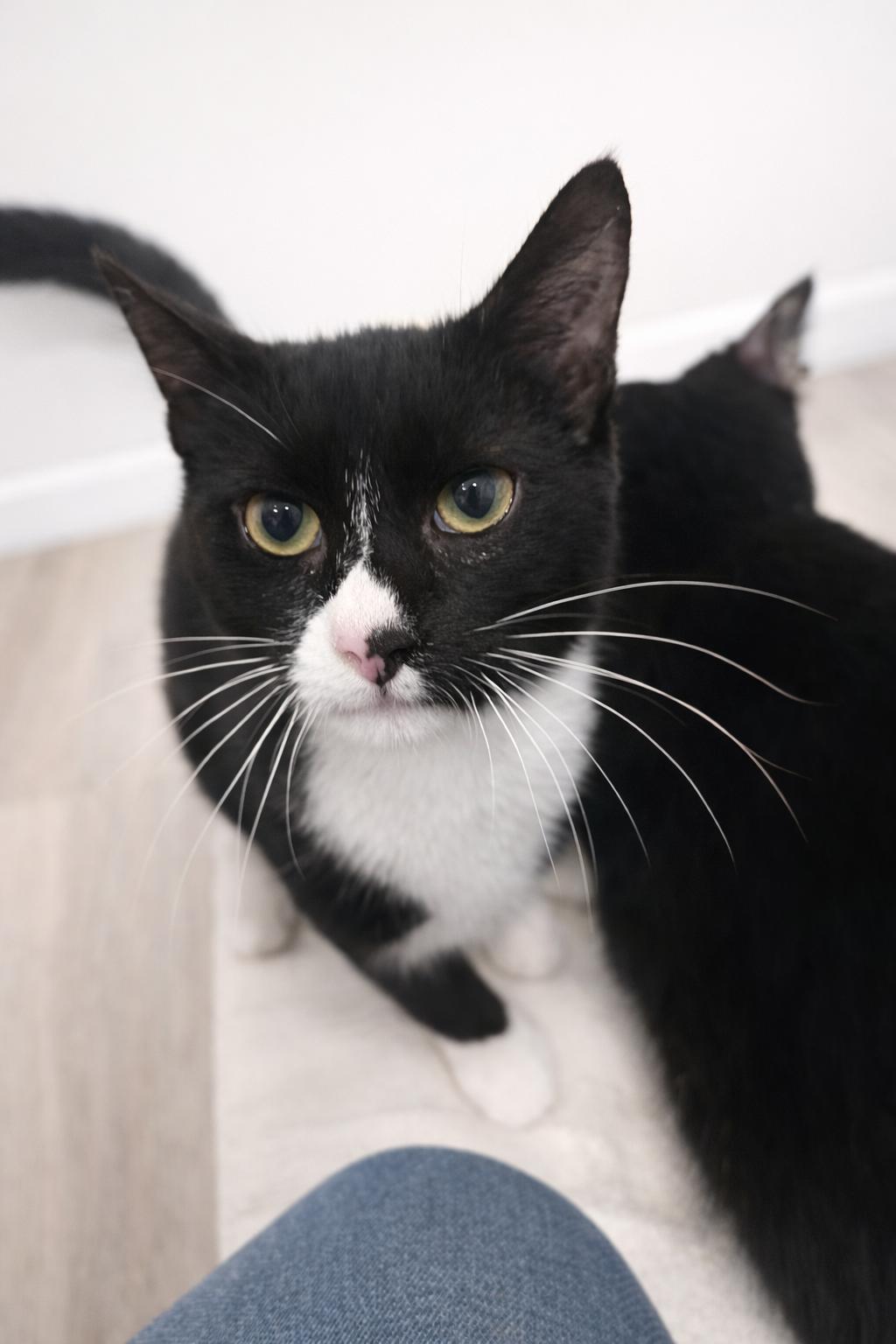 Enlarge Benny, a Adoptable Domestic Short Hair in Rio Linda, CA image 2/4