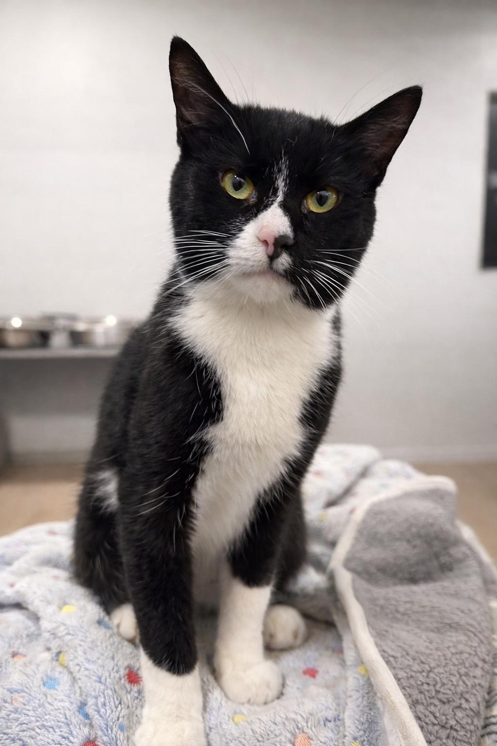 Benny, Adoptable, Young Male Domestic Short Hair.