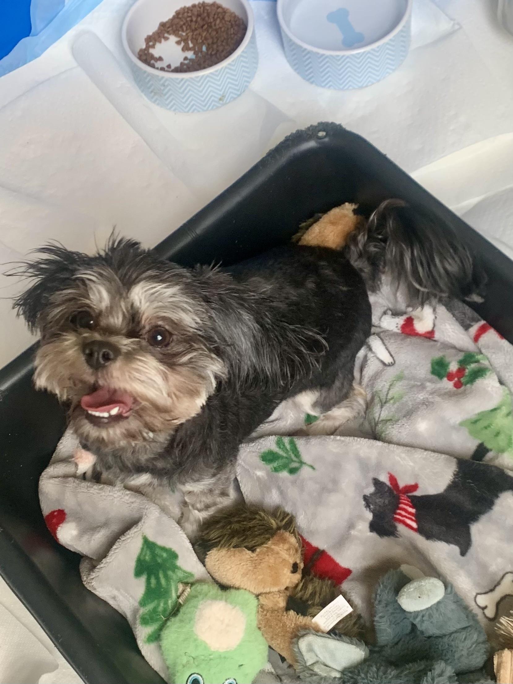 Enlarge Maleficent , a ADOPTABLE mixed breed in Richmond, VA image 4/4