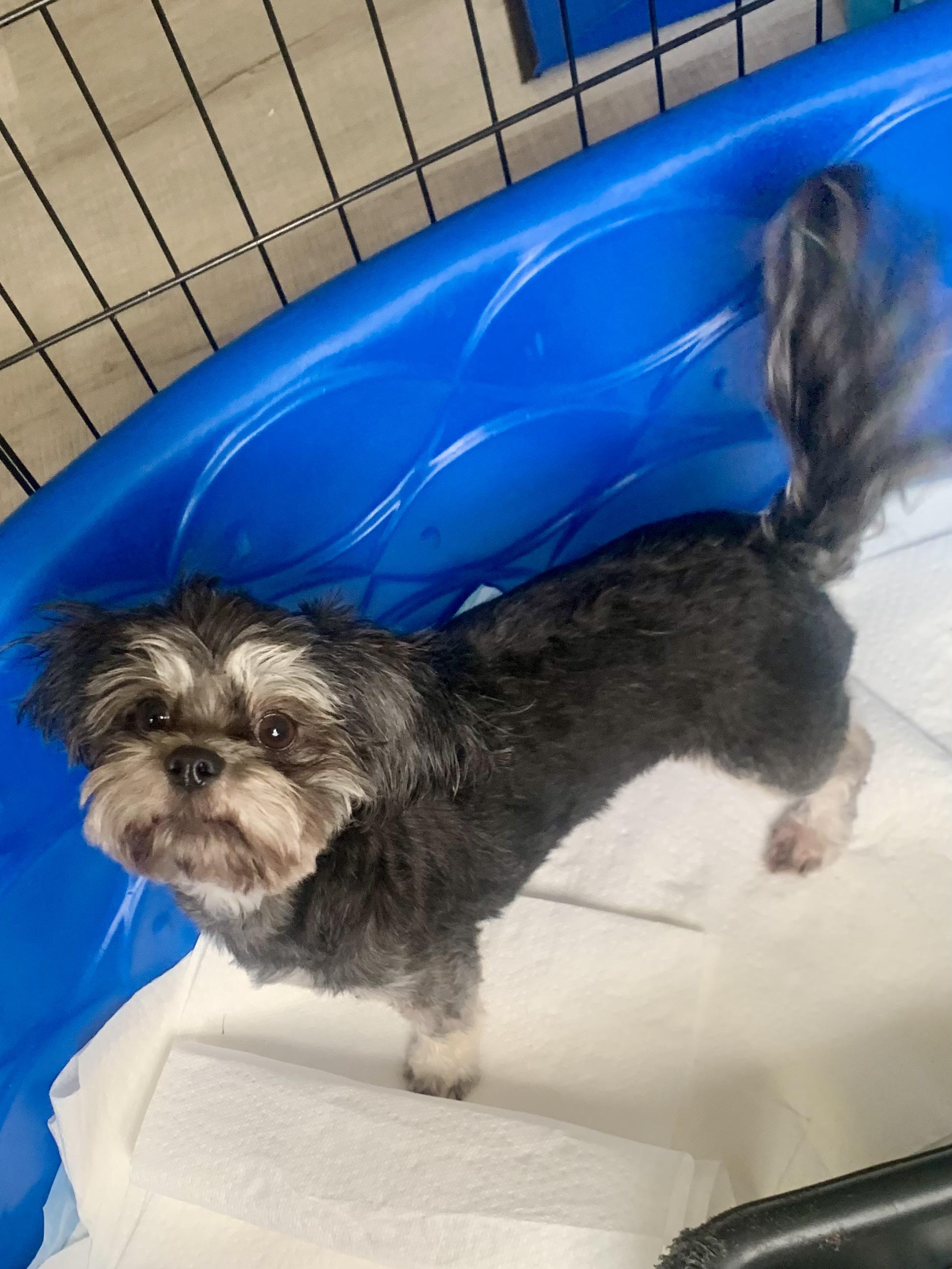 Enlarge Maleficent , a ADOPTABLE mixed breed in Richmond, VA image 3/4