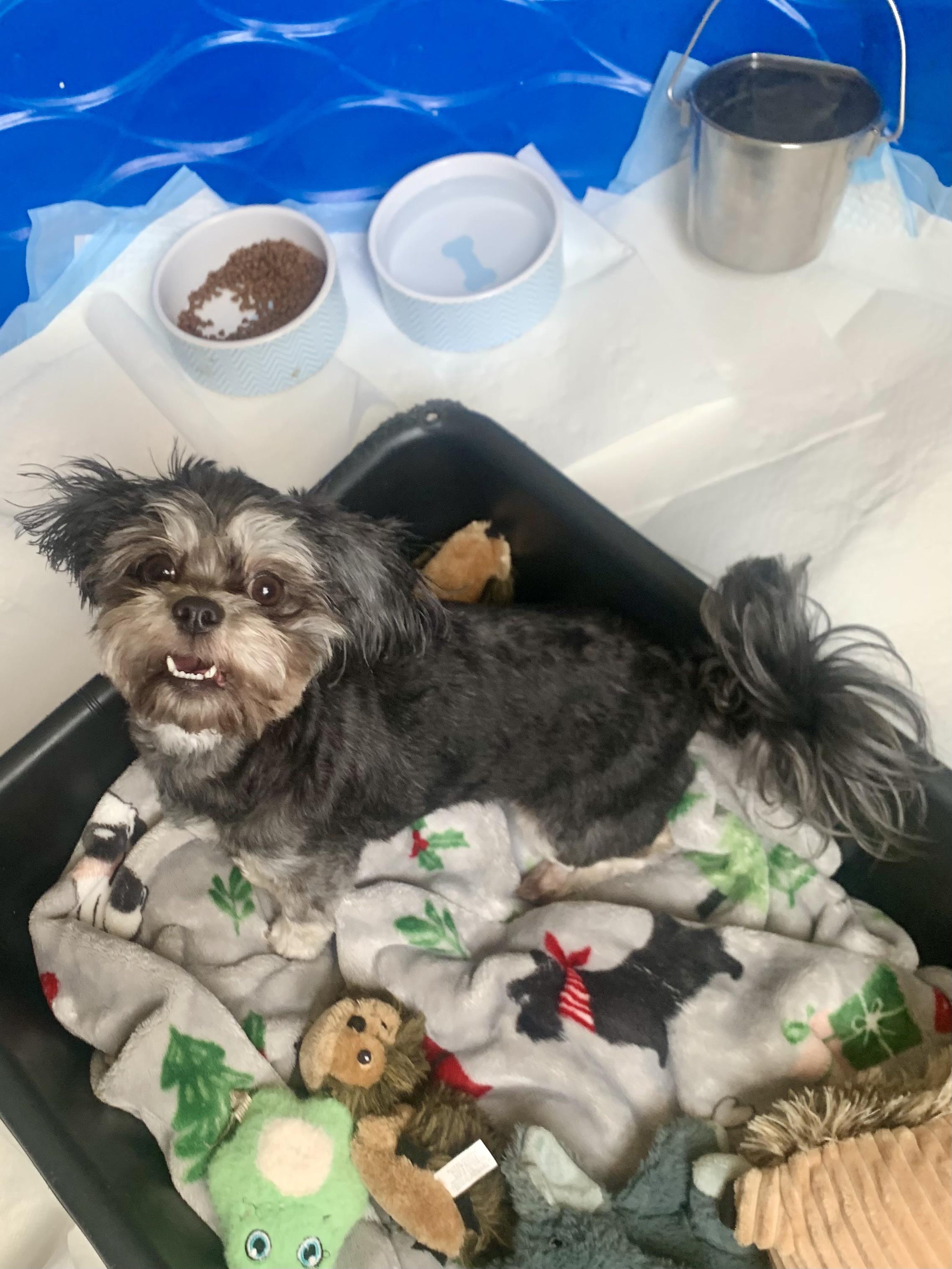 Enlarge Maleficent , a ADOPTABLE mixed breed in Richmond, VA image 2/4