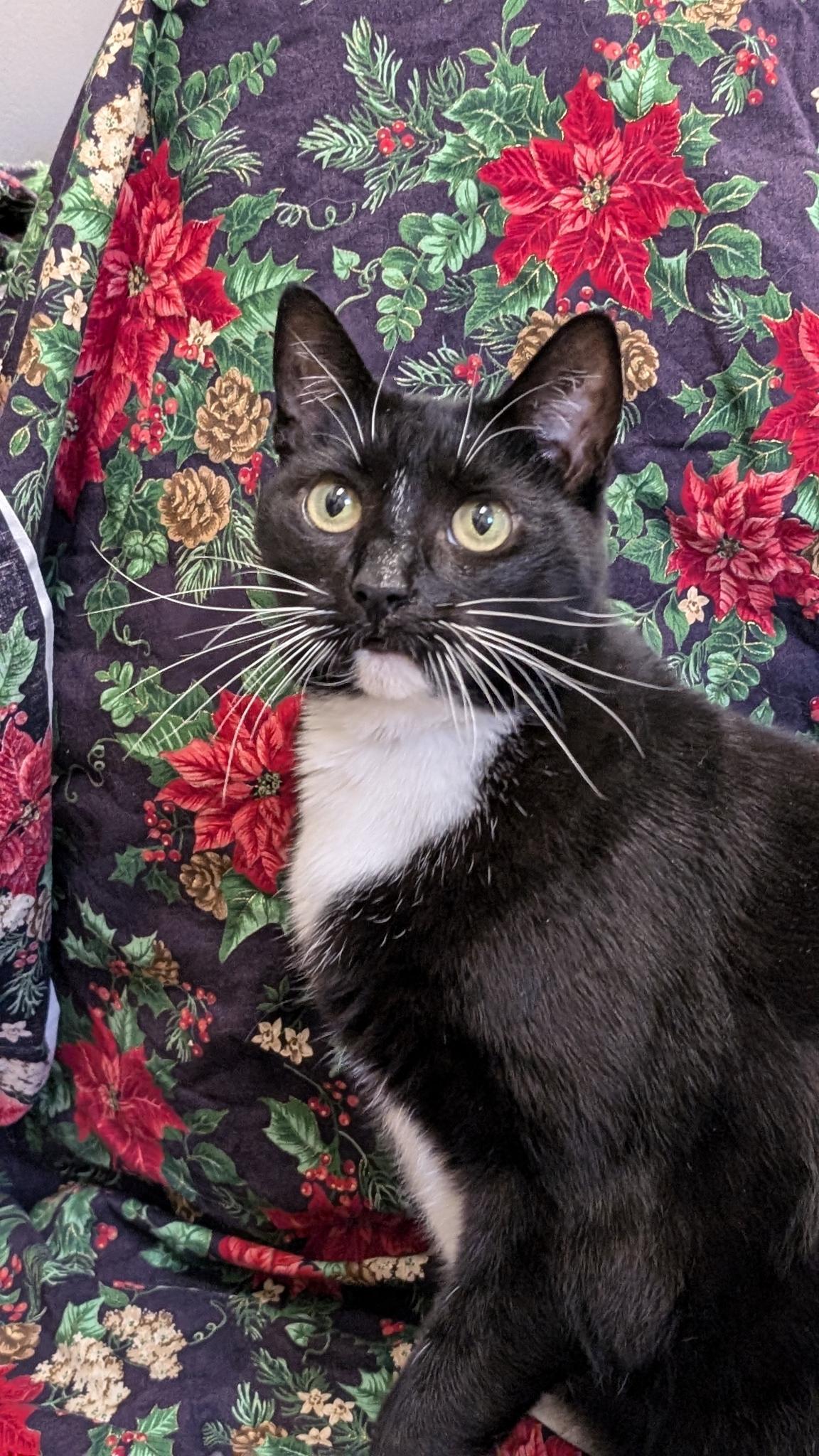 Whispy, Adoptable, Adult Female Domestic Short Hair.