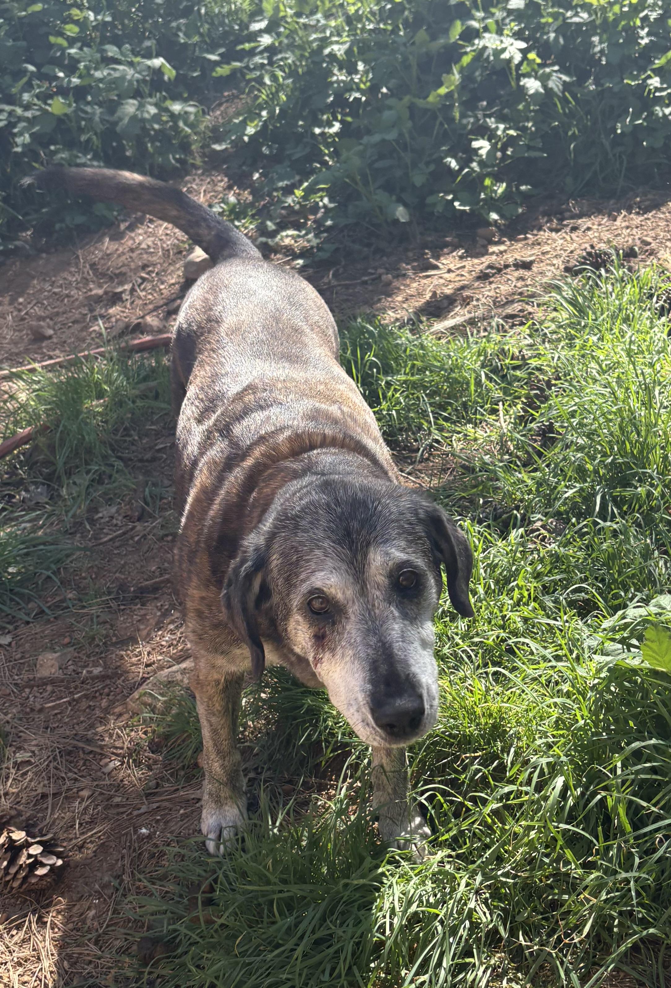 Fiona , Adoptable, Senior Female Catahoula Leopard Dog & Labrador Retriever.