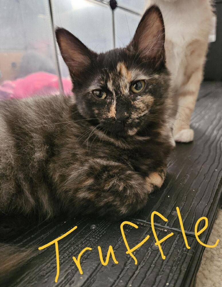 Truffle, Adoptable, Kitten Female Domestic Short Hair & Domestic Short Hair.