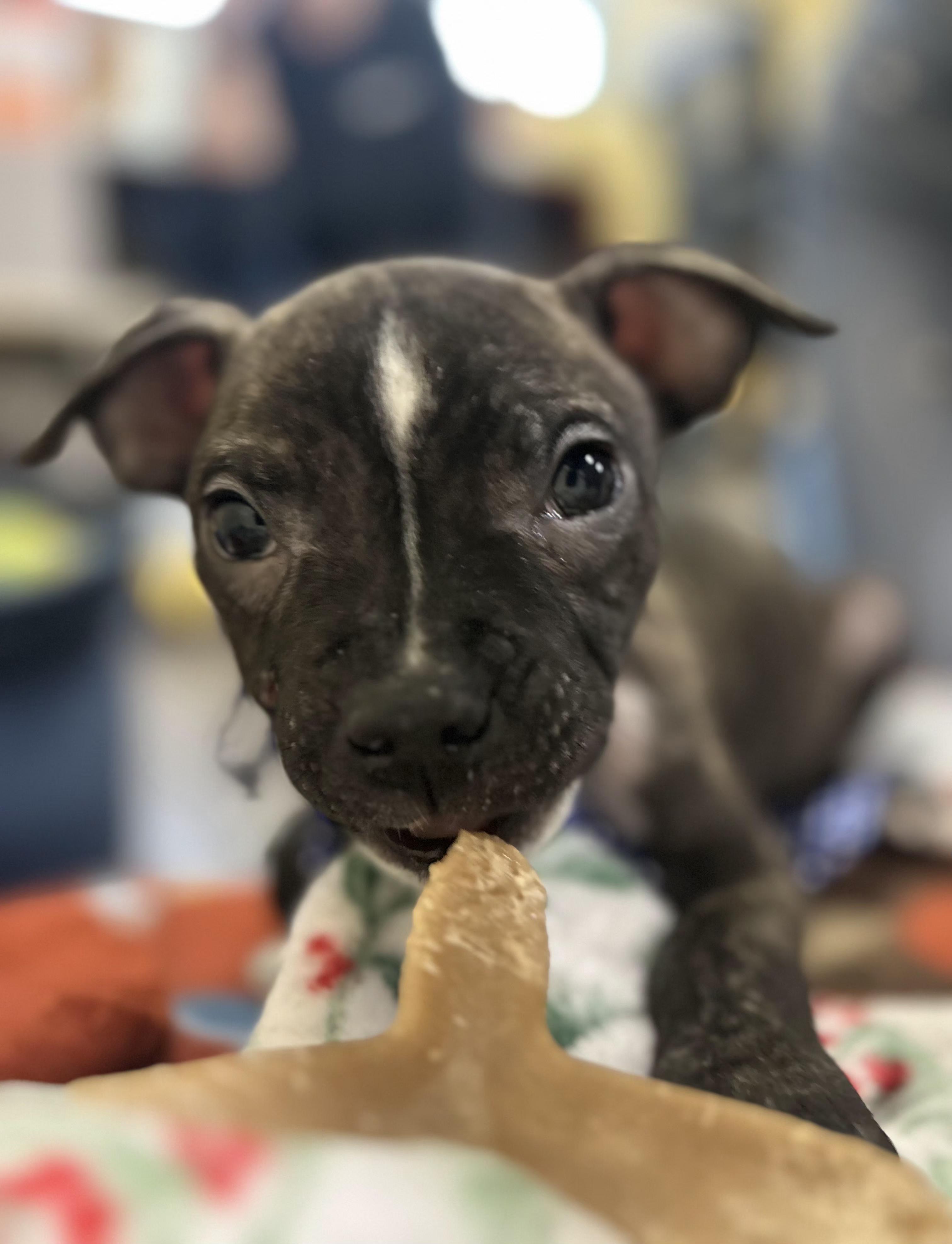 Enlarge Noah, an adopted mixed breed in Mansfield, OH image 2/5