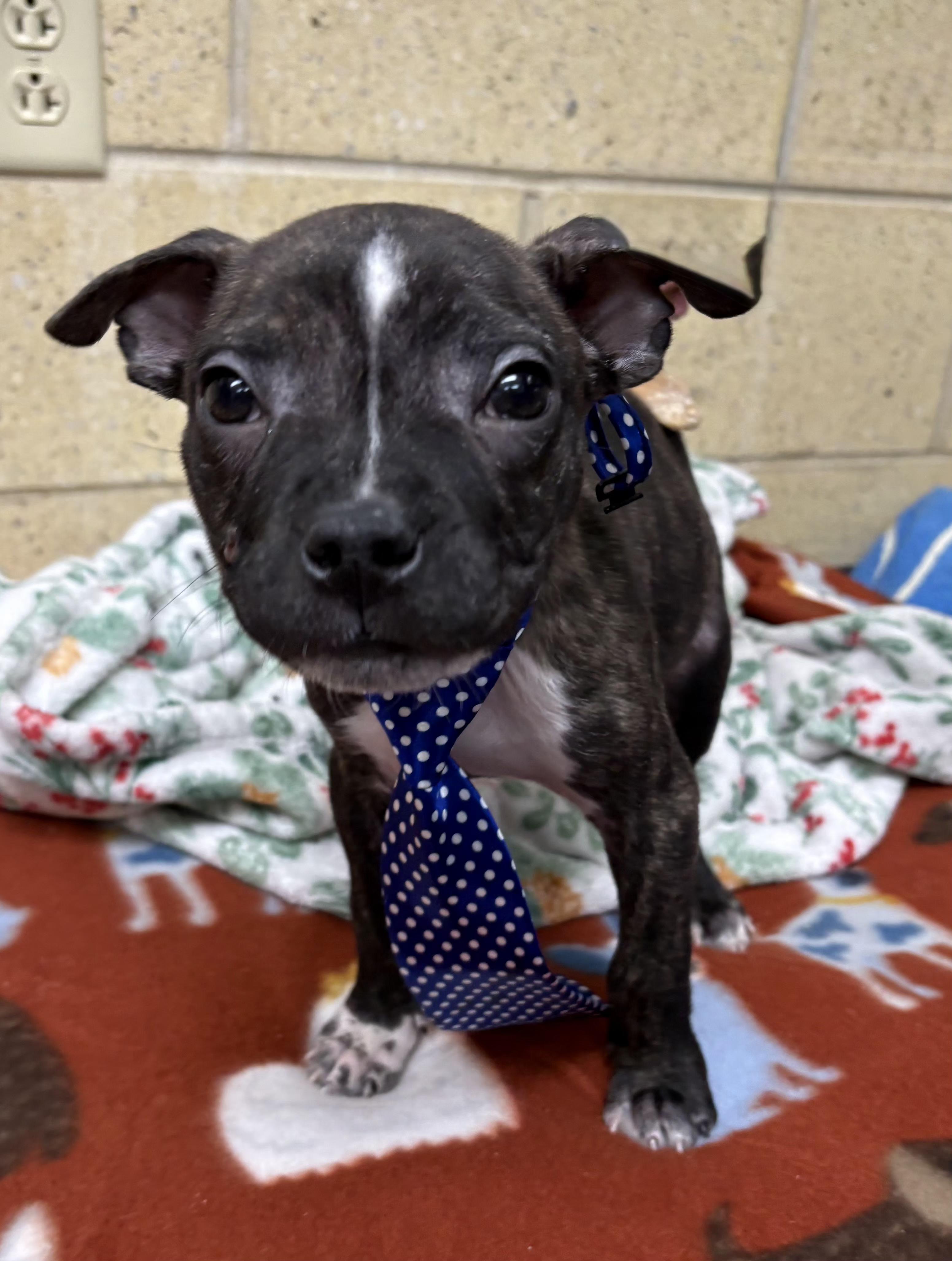 Enlarge Noah, an adopted mixed breed in Mansfield, OH image 3/5