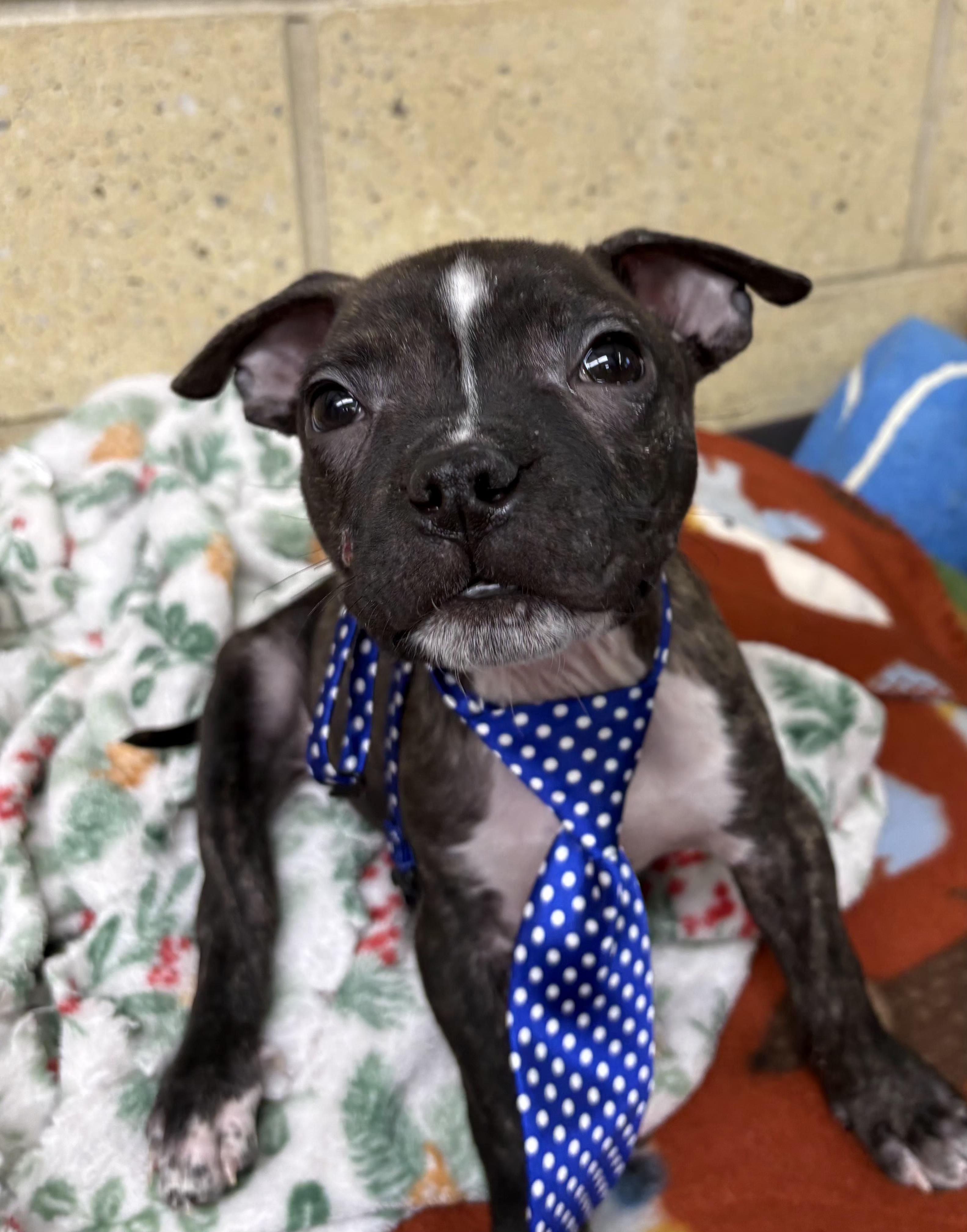 Noah, adopted, Puppy Male American Staffordshire Terrier.