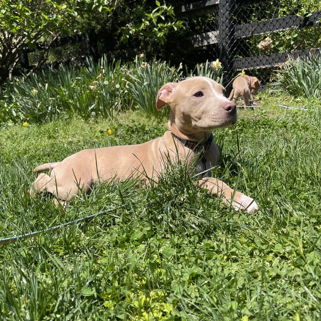 Enlarge Mason, a ADOPTABLE mixed breed in Medford, NY image 2/4
