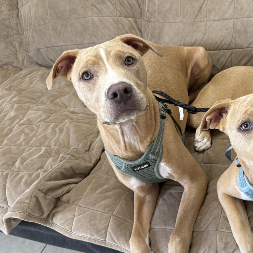 Mason, ADOPTABLE, Young Male Pit Bull Terrier.