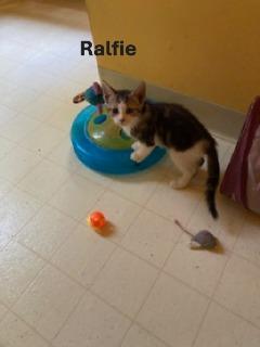 Ralfie, adoptable, Young Male Tabby.