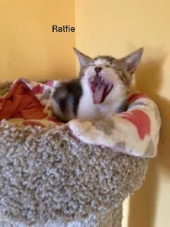 Enlarge Ralfie, an adoptable mixed breed in Redondo Beach, CA image 2/4