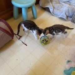 Enlarge Ralfie, an adoptable mixed breed in Redondo Beach, CA image 3/4