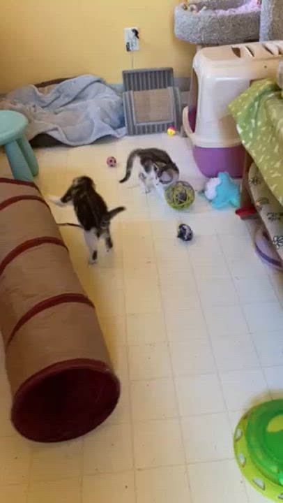 Enlarge Ralfie, an adoptable mixed breed in Redondo Beach, CA video 4/4