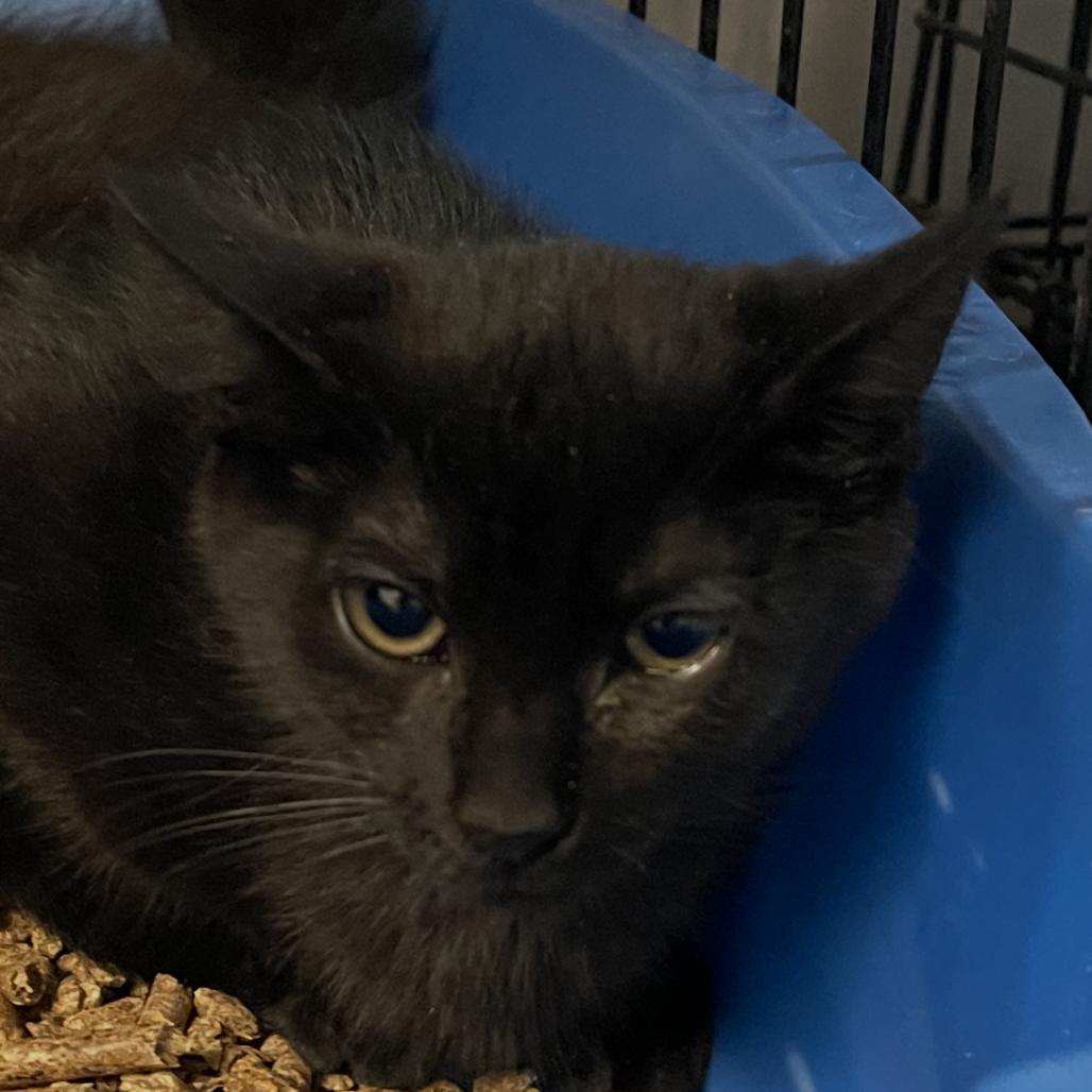 Enlarge Bagel, a Adoptable Domestic Medium Hair in Wappingers Falls, NY image 1/1