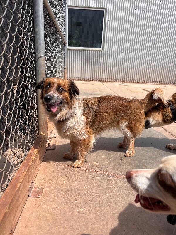 Enlarge Sage, a Adoptable Mixed Breed in Hobbs, NM image 1/6