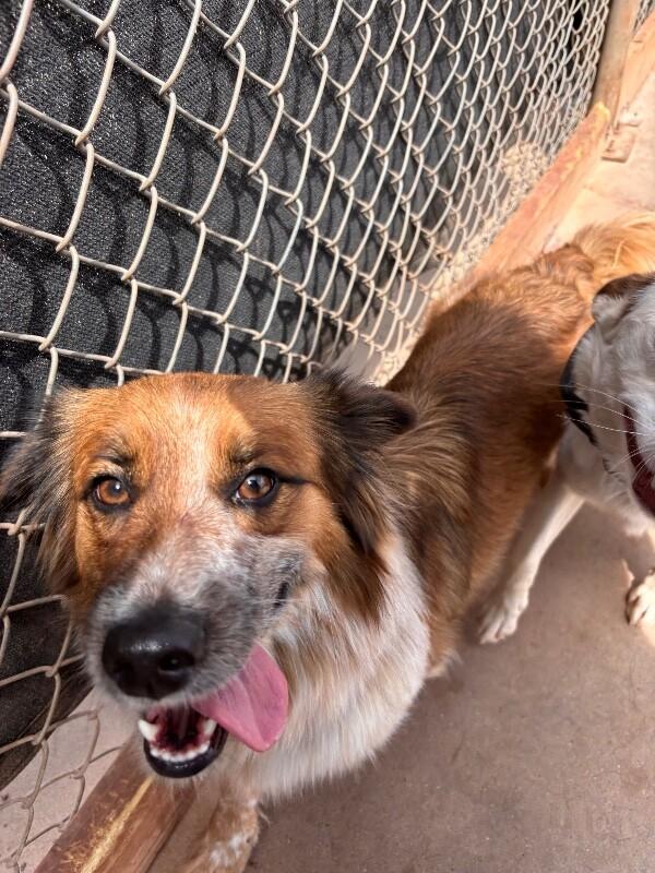 Enlarge Sage, a Adoptable Mixed Breed in Hobbs, NM image 2/6