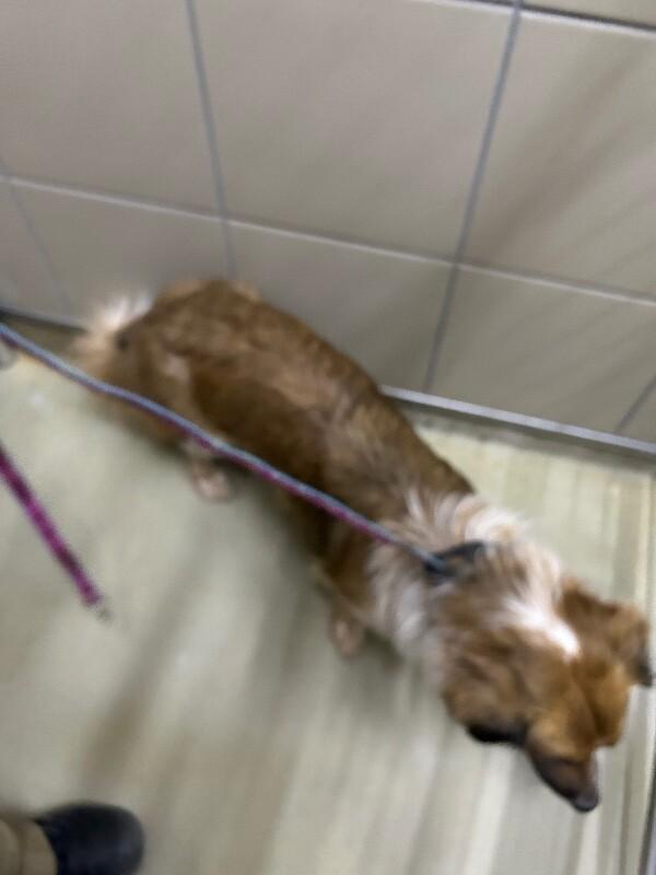 Enlarge Sage, a Adoptable Mixed Breed in Hobbs, NM image 3/6